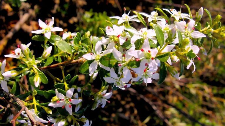 Buk Blätter in Cystolax
